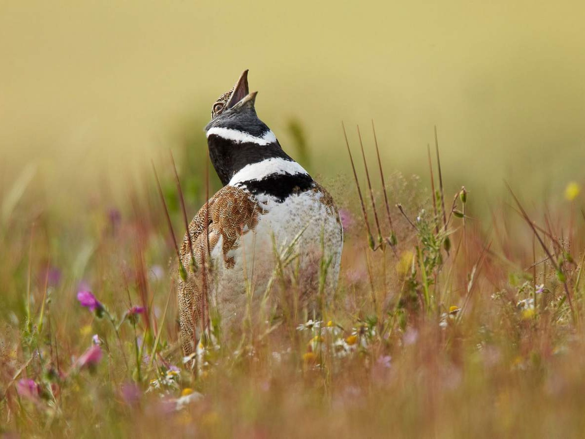 Hunting in Azerbaijan: birds